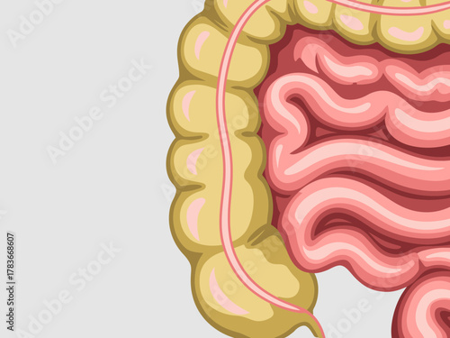This illustration provides a detailed view of the human intestines, highlighting the complexity and structure vital for digestion and overall health in a vibrant style.