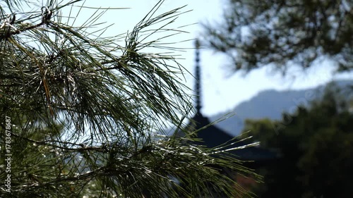 日本、京都、清涼寺、紅葉、秋、絶景、寺院、文化財、木造建築、古代建築、日本文化、歷史名勝、文化財、木、綠色、青空、写真素材