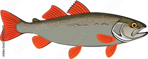Lake Trout with Silver Body and Orange Fins