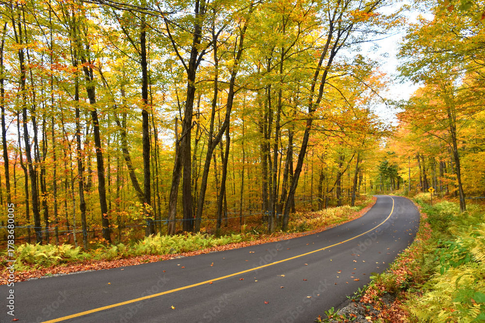 Fototapeta premium The Maple Route in Autumn, Québec, Canada