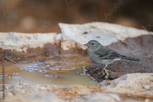 Canary Islands Chiffchaff and Blue Chaffinch at Mountain Waterhole, Tenerife, Canary Islands