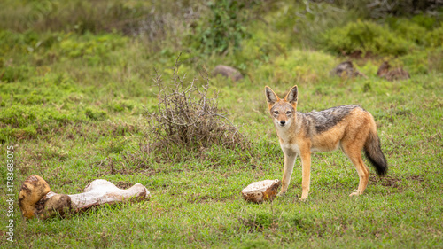 Black-backed jackal (Canis mesomelas) gnawing bones , Addo Elephant National Park, South Africa.