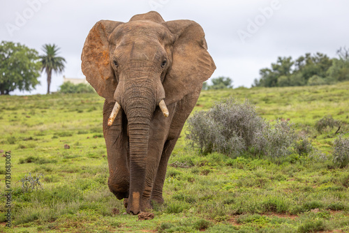 A female Elephant ( Loxodonta Africana), Addo Elephant National Park, South Africa.