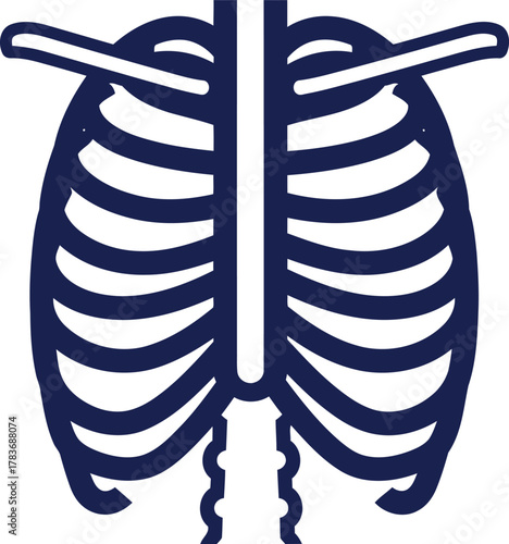 Ribcage illustration with spine for medical or anatomy education use