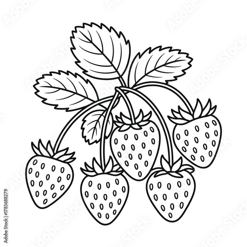 Black and white illustration of ripe strawberries on a vine with leaves