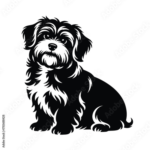 Cute black and white fluffy dog sitting and looking forward