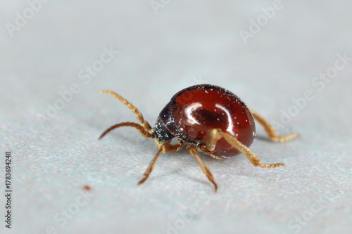 animals, grain, fauna, creepy, wheat, gibbium aequinoctiale, close-up, spider, wild, creepy crawly, bug, hump, gibbium psylloides, spider beetle, psylloides, hump beetle, gibbium, pests, farm, flour, 