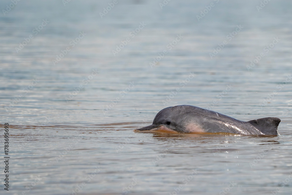 Fototapeta premium Grey Dolphin Sotalia fluviatilis Tucuxi freshwaters in Amazon River