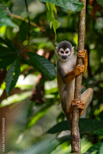 Humboldt's squirrel monkey in amazon rainforest Puerto Narino Amazonas Colombia