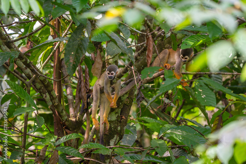 Humboldt's squirrel monkey in amazon rainforest Puerto Narino Amazonas Colombia