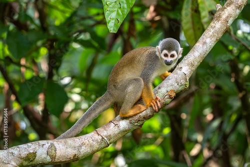Humboldt's squirrel monkey in amazon rainforest Puerto Narino Amazonas Colombia while evacuating