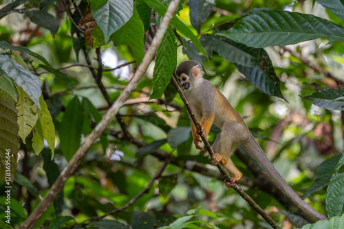 Humboldt's squirrel monkey in amazon rainforest Puerto Narino Amazonas Colombia