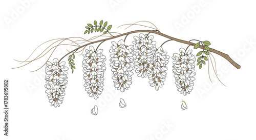 Graceful white acacia branch with clusters of blossoms, delicate flowers hanging from the branch, vector illustration. The image depicts a natural scene with blooming acacia flowers, perfect for