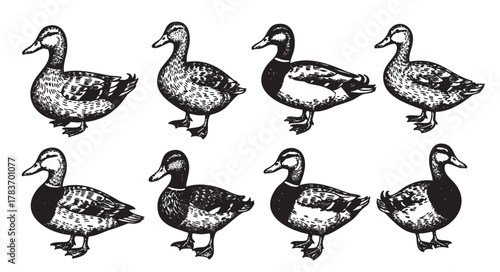 Black and white hand-drawn illustrations of eight ducks in various poses, showcasing intricate feather patterns and distinct markings.