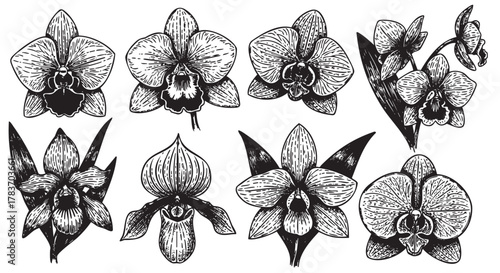 Intricate black and white drawings of various orchid flowers displaying diverse petal shapes and distinct floral patterns.