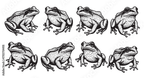 Eight detailed black and white hand-drawn frog illustrations, showcasing various poses with intricate patterns and textures.