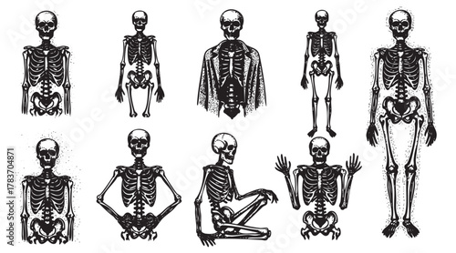 A collection of hand-drawn skeletons in various poses, depicting human anatomy and skeletal structures in detailed, artistic illustrations.