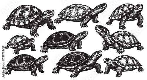 Detailed black and white illustrations of ten turtles in various poses, showcasing their textured shells and distinct limbs.