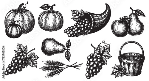 Black and white illustration featuring pumpkins, a cornucopia, apples, a pear, grapes, stalks of wheat, and a basket in a vintage style.