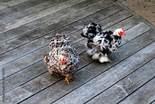close up of Pekin Bantam or Cochin Bantam cute fluffy chicken is walking in a garden.