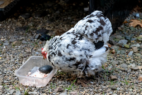 close up of Pekin Bantam or Cochin Bantam cute fluffy chicken is eating rice in a plastic container.