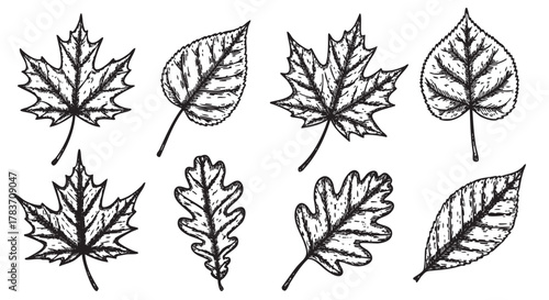 Black outline sketch of various tree leaves, including maple, oak, and birch, showcasing intricate vein patterns and natural shapes.