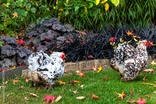 close up of Pekin Bantam or Cochin Bantam cute fluffy chicken is walking in a garden.
