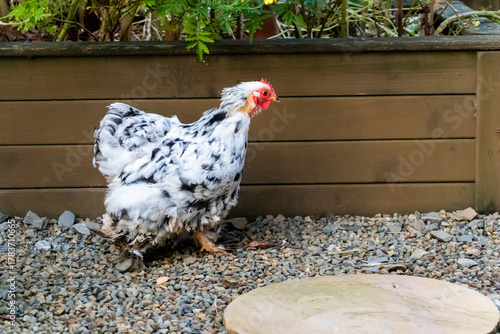 close up of Pekin Bantam or Cochin Bantam cute fluffy chicken is walking in a garden.