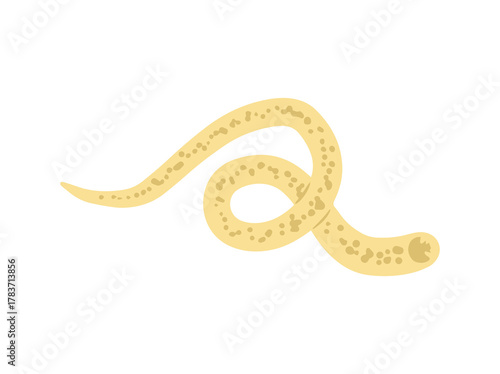 Hookworm Parasite Clip Art