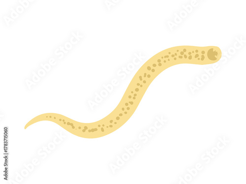Hookworm Parasite illustration