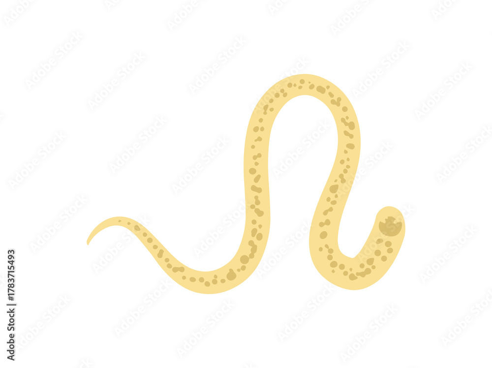 Fototapeta premium Worm Hookworm Illustration