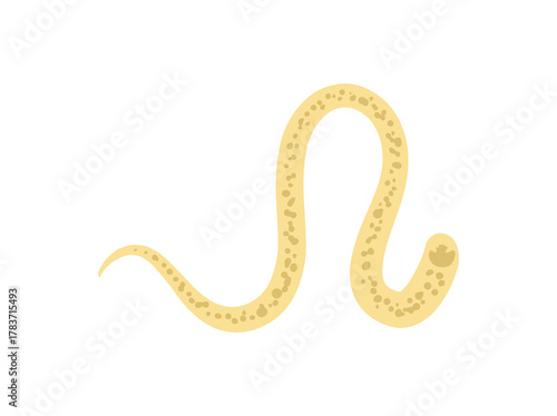 Worm Hookworm Illustration