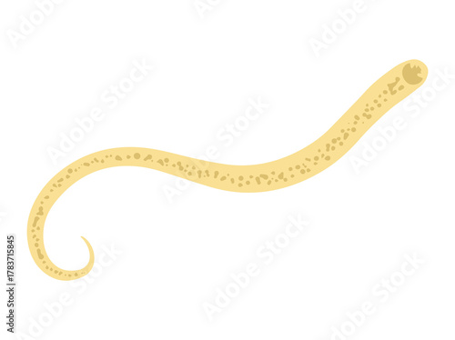 Worm Hookworm Illustration