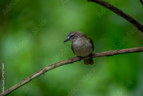 Photography white-browed bulbul is a plain olive-brown bird with whitish underparts, a distinctive white eyebrow stripe, and a yellow patch under its tail
