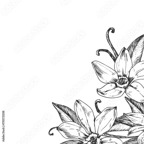 Vanilla hand-drawn vector illustration. Black and white frame with flowers, pods isolated on a white background. Design elements for packaging of desserts, spices, and essential oils.