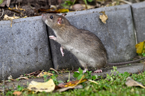 Brown rat in the garden
