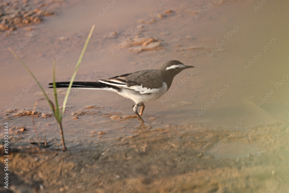 Obraz premium Wagtail