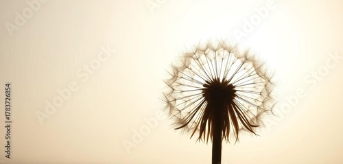 Wallpaper Mural Delicate dandelion seed head silhouette against a bright, ethereal background, highlighting intricate structure and fragile beauty,  bokeh,  wish Torontodigital.ca