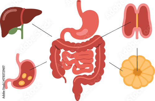 Anatomical Vector Illustration Of Human Digestive System Organs