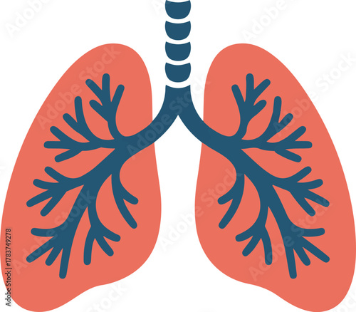 Human Lungs And Respiratory System Vector Graphic