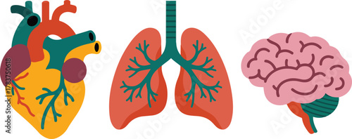 Human Vital Organs Heart Lungs And Brain Vector Icon Set
