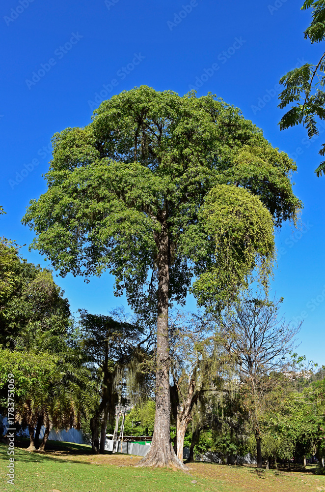Fototapeta premium Big tree on Quinta da Boa Vista, public park in Rio de Janeiro, Brazil