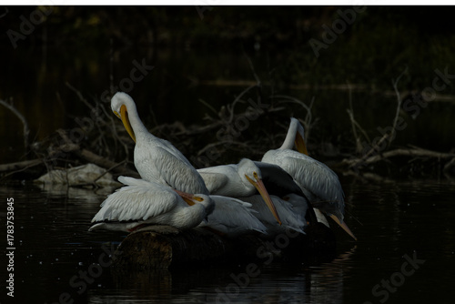 White American pelican