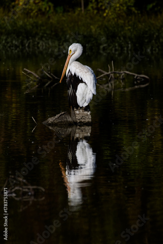 White American pelican