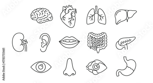 Collection of stylized line art icons representing human organs, including the brain, heart, lungs, liver, kidney, ear, mouth, intestines, pancreas, eye, nose, and stomach, set against a clean white