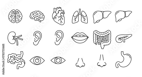 Collection of stylized black and white line art icons representing various human organs, including the brain, heart, lungs, liver, kidney, ear, mouth, intestines, pancreas, eye, nose, and stomach