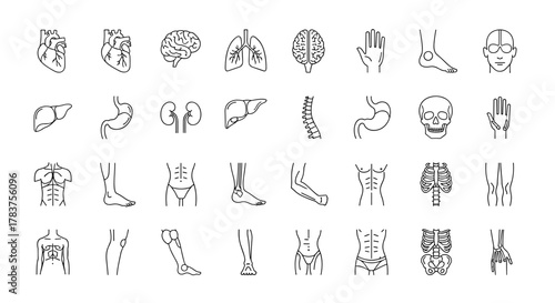 Modern thin line vector illustration set of human anatomy icons, including organs like heart, brain, lungs, liver, stomach, kidneys, skeleton parts like spine, ribs, pelvis, and body parts like