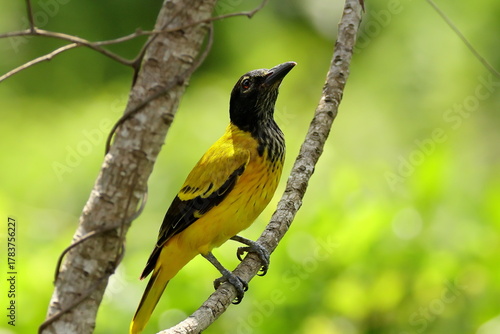 Birds of SL