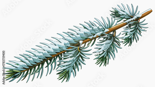 A green spruce branch covered with snow