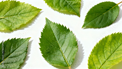 Fresh green leaves display variety of shapes and textures, showcasing nature beauty and diversity. vibrant colors and intricate details evoke sense of tranquility and connection to outdoors